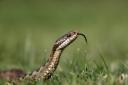 Adders, Grass Snakes and Smooth Snakes are all found in the UK