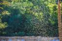 The horrifying image shows thousands of midges swarming a camper's tent in the Cairngorms