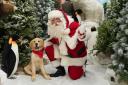 Dobbies Garden Centre's Santa Paws experience returns to Peterborough this Christmas.