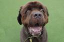 Cobbler is one of the many dogs at Dogs Trust Evesham who would love to be rehomed before Christmas