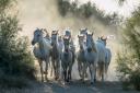 Phil Cole's Camargue Herd image from the 2023 competition.