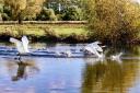 Mute swans in flight in Huntingdon.