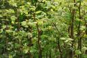 Are there cases of Japanese Knotweed near you?