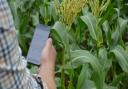 KisanHub has developed an app that tracks crop yield and quality 