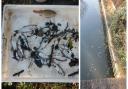 Investigators found that the watercourse had been polluted for 1.6 km and that at least 2,413 fish died.