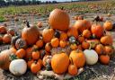 Milton Maize Maze on the outskirts of Cambridge, where you can go pumpkin picking this Halloween.