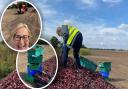 Volunteers from the FACT community fridge in March (pictured) have been collecting surplus from farmers which they can give to those who need it.