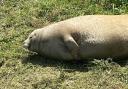 A seal relaxing in the sun at Sutton Gault.