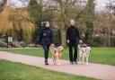 Urgent appeal for people to foster guide dogs at weekends.