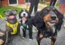 Bonnie with some of the Woodgreen dogs that sniffed her out