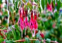 Frozen Fushsia in Warboys taken by Gerry Brown.