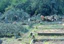 The body of a headless cat was found on a grave near March Cemetery (pictured) by a member of the public.