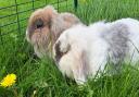 The RSPCA is appealing for information after three rabbits were left in a cage outside the charity’s Block Fen Animal Centre in Wimblington. Two of the rabbits, Melanie & Miffy, are pictured.