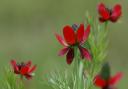 More than 700 species of wildflowers grow on road verges in the UK according to Plantlife