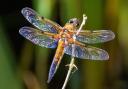 The wildlife site will join 23 other special places across the UK where dragonflies and damselflies thrive