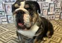 Rescued British bulldog Bessie is looking for a new home.