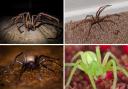 There are 22 spiders common to the UK and most of them are 