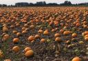 Located in Wisbech, Fen Farming has been supplying pumpkins to Aldi since 2013,