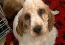 The 14-week-old orange roan cocker spaniel puppy was stolen from Emneth, near Wisbech, last night (Wednesday).