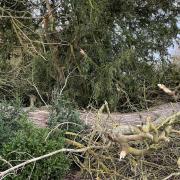 It's believed the horse chestnut that came down at Wimpole Estate was around 250 years old.