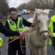 The road was temporarily closed while police brought the horse to safety.