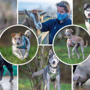 Block Fen Animal Centre is hoping for a 'Christmas miracle' to find home for these long stay pets in the New Year.