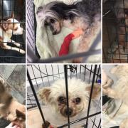 Ravenswood Pet Rescue saved ‘The Miracle 9’ from a ‘horrific situation’ after their owner died, as well another 26 dogs.