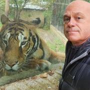 Cambridgeshire farmer Andy Johnson features in the new Ross Kemp ITV documentary ‘Britain's Tiger Kings’. Pictured: Ross Kemp with one of a collection of 5 rare Bengal Tigers at Heythrop Zoological Garden in Oxfordshire.