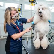 Part-time dog grooming course newly available at the Wisbech campus of the College of West Anglia.