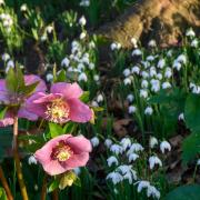 Caldrees hellebores