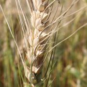 Efforts to mitigate the food crisis would need to include measures to prevent new crop diseases, such as wheat blast, from spreading to different countries