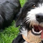 Bonnie the cockerpoo went missing in Chatteris last night (Sunday July 23).