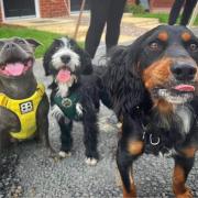 Bonnie with some of the Woodgreen dogs that sniffed her out