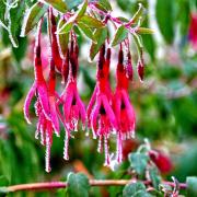 Frozen Fushsia in Warboys taken by Gerry Brown.