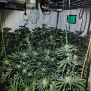 67 cannabis plants were uncovered in various rooms of the Doddington house.