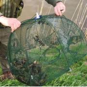 Three illegal crayfish traps have been seized from the River Nene (Old Course).