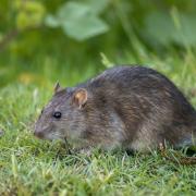 Rats and mice can be active throughout the day and night