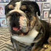 Rescued British bulldog Bessie is looking for a new home.