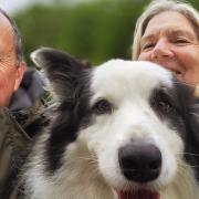 Couple's four-decade service to RSPCA filled with pythons, missing body investigations, and seal rescues