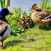 Gerry Brown took this image at the Somersham Nature Reserve.