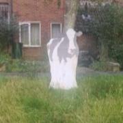 A cardboard cow mysteriously appeared in the long grass at a field in Mepal.