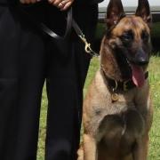 Police dog Cleo has completed her training after being found abandoned.