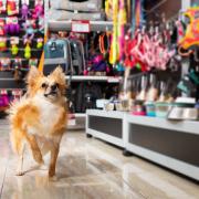 Dogs are allowed in The Range and Wilko stores across the UK