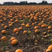 Located in Wisbech, Fen Farming has been supplying pumpkins to Aldi since 2013,