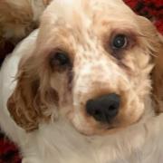 The 14-week-old orange roan cocker spaniel puppy was stolen from Emneth, near Wisbech, last night (Wednesday).