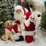 Dobbies Garden Centre's Santa Paws experience returns to Peterborough this Christmas.