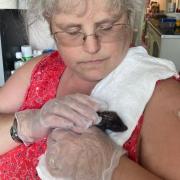 Heather taking care of a hedgehog.