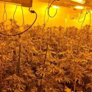 Police carried out a warrant in Norfolk Street, Wimblington, where they found 501 cannabis plants worth up to £420,840