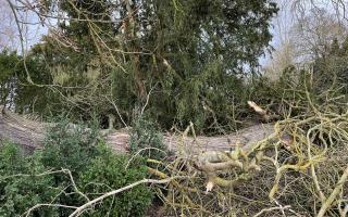 It's believed the horse chestnut that came down at Wimpole Estate was around 250 years old.