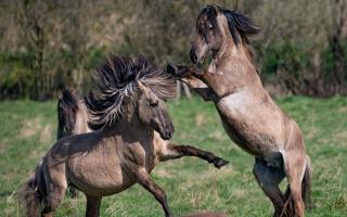 Konik ponies captured in full flight at Wicken Fen Nature Reserve as the foaling season begins.